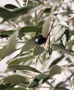 Η Λέσβος, η ελιά και η βιομηχανία